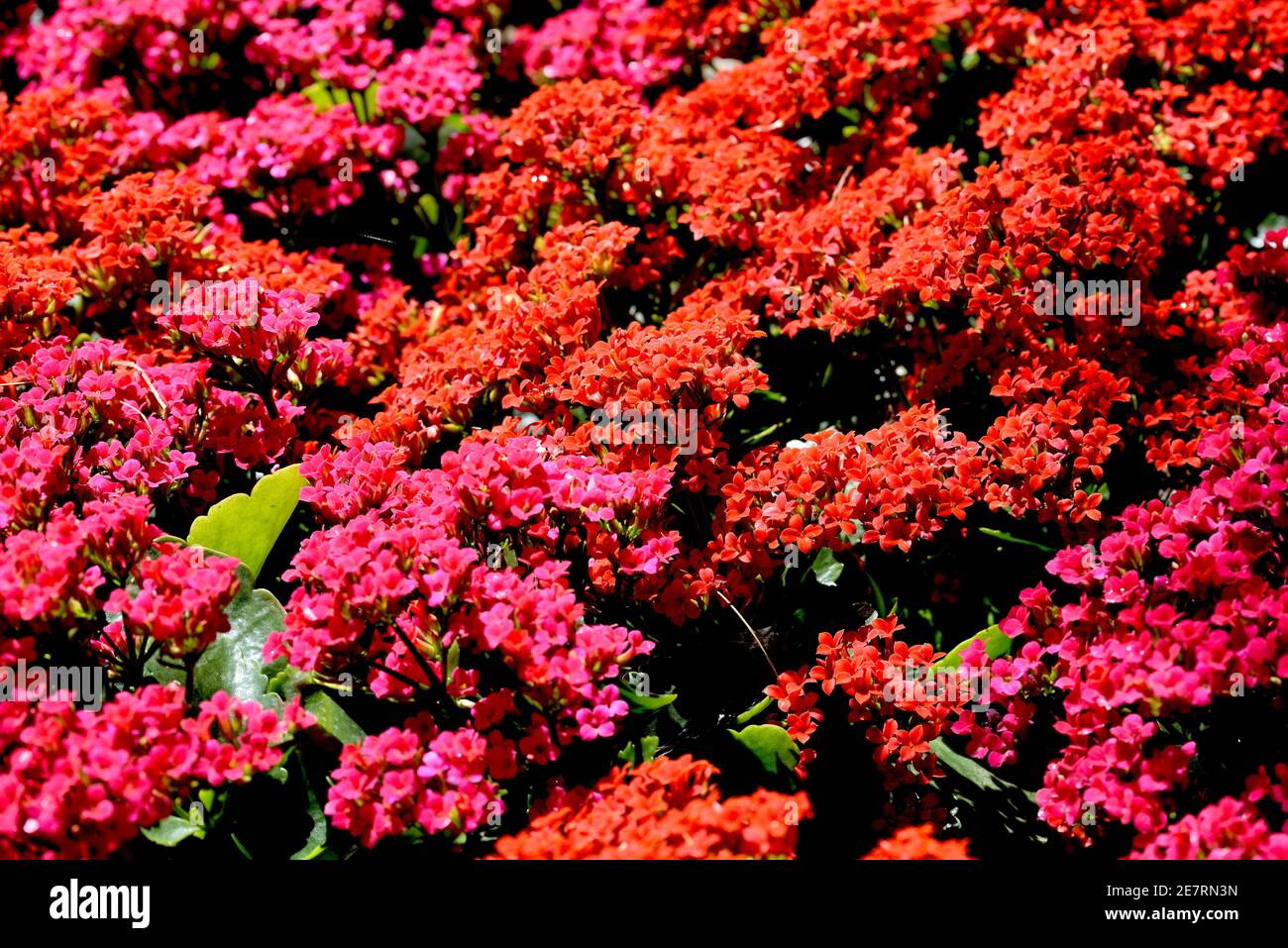 Kalanchoe (Saxifragales Crassulaceae Kalanchoe) fiore in giardino Foto Stock