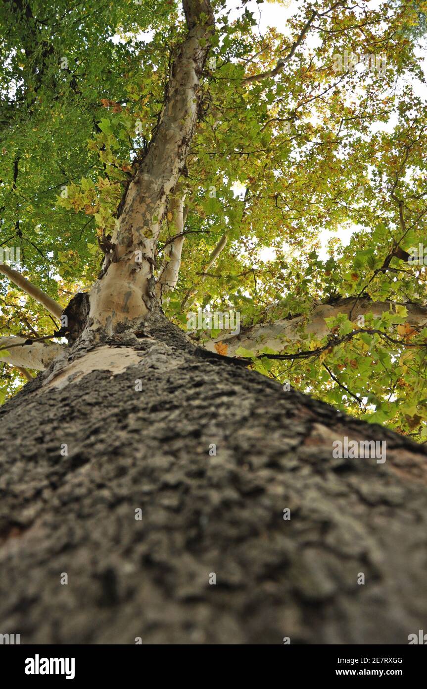 Vista dal basso di una grande quercia secolare in autunno. In verticale Foto Stock