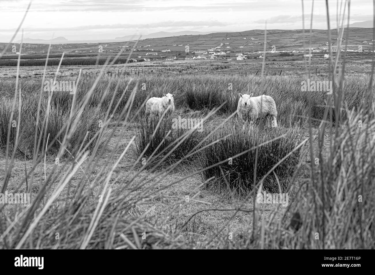 Country Scene vicino a Portmagee, County Kerry, Irlanda Foto Stock