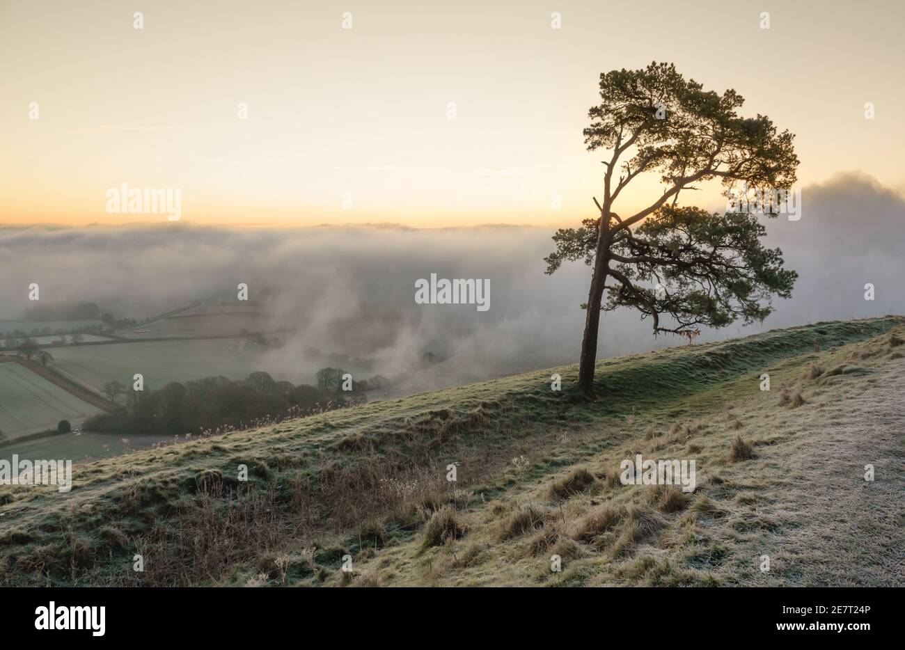 Bella vista del lone di pino scozzese e la nebbia vorticosa sotto nella vale di Pewsey, da Martinsell Hill, Wiltshire, North Wessex Downs AONB Foto Stock