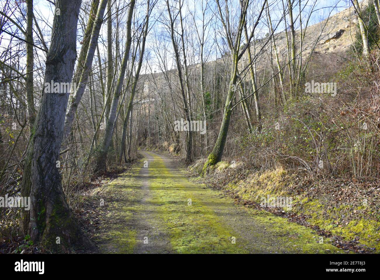 Strada di campagna mussosa in giornata di sole. Elm e foresta di pioppo, inverno. Foto Stock