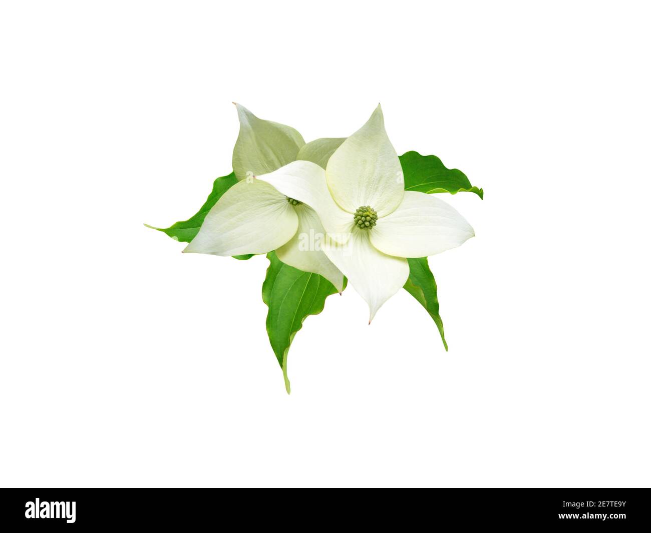 Dogwood albero verdolino bianco quattro fiori di petali e foglie isolate su bianco. Cornus kousa. Foto Stock