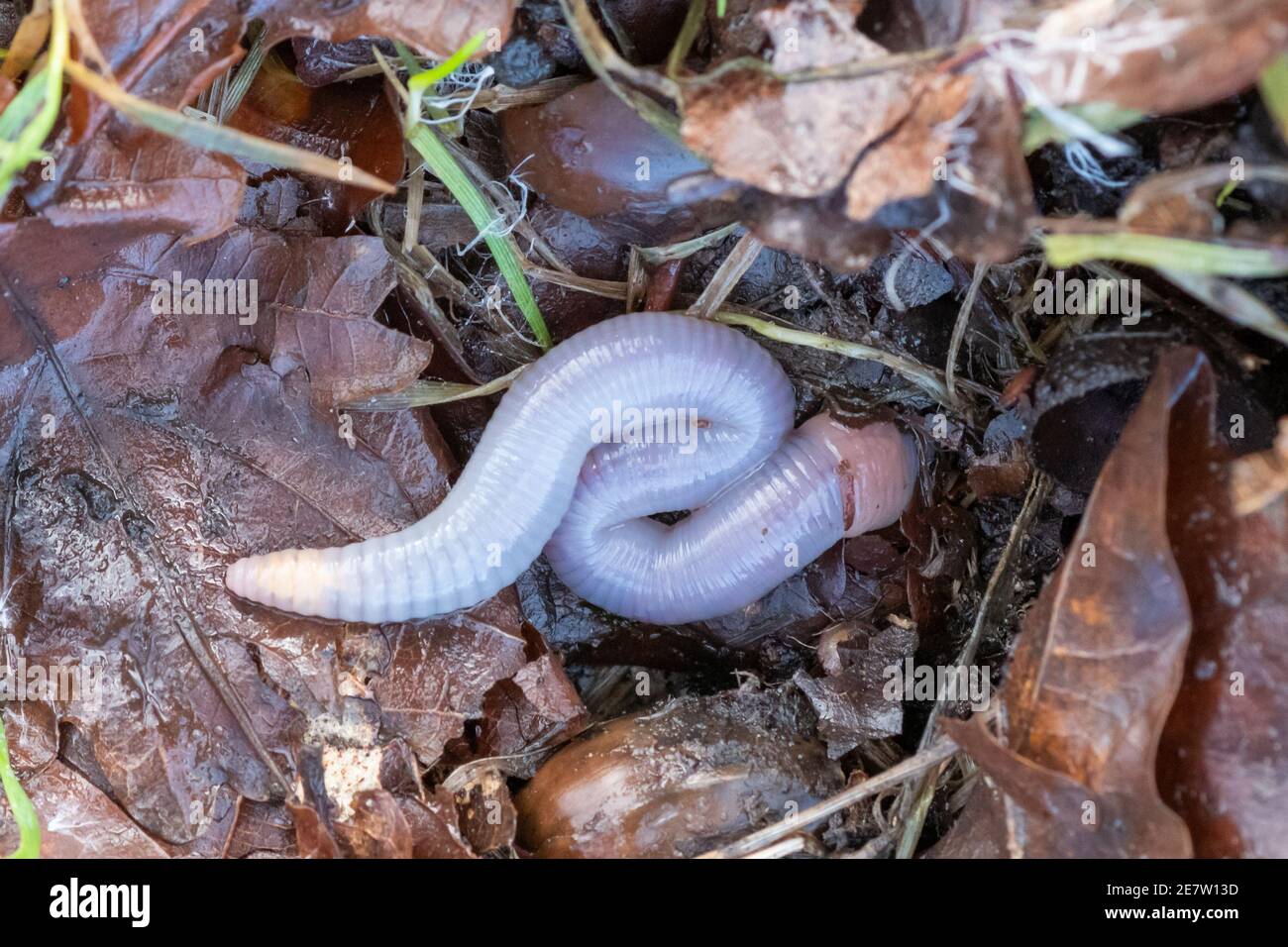Primo piano di un verme endogeo o di un verme di terra, Octolasion lacteum, un alimentatore di terreno senza pigmentazione cutanea, Regno Unito Foto Stock