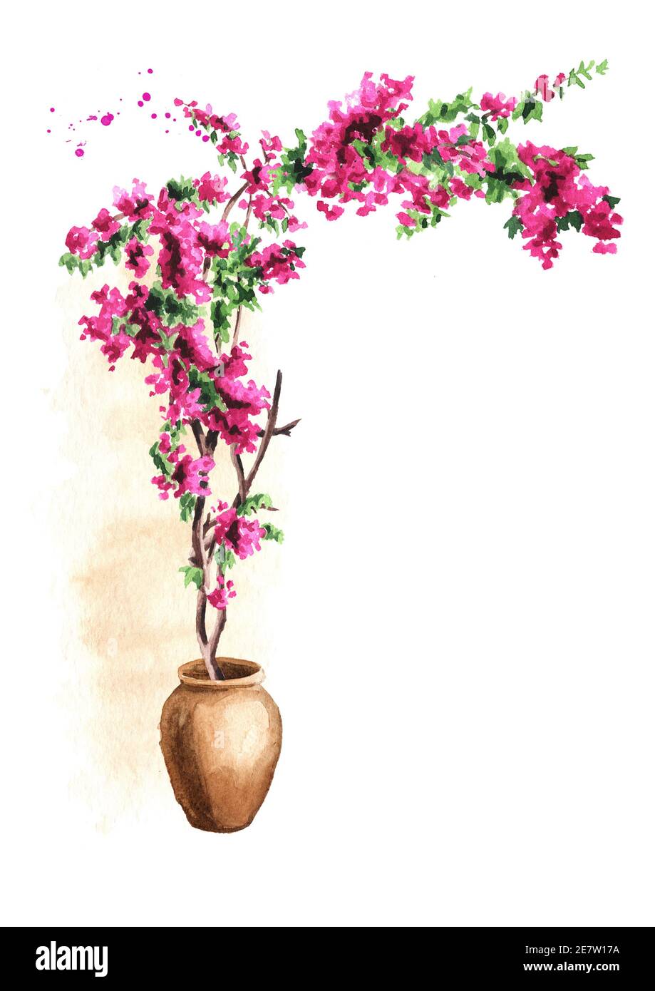 Bougainvillea arco fiorito, elemento decorativo, disegno a mano acquerello isolato su sfondo bianco Foto Stock