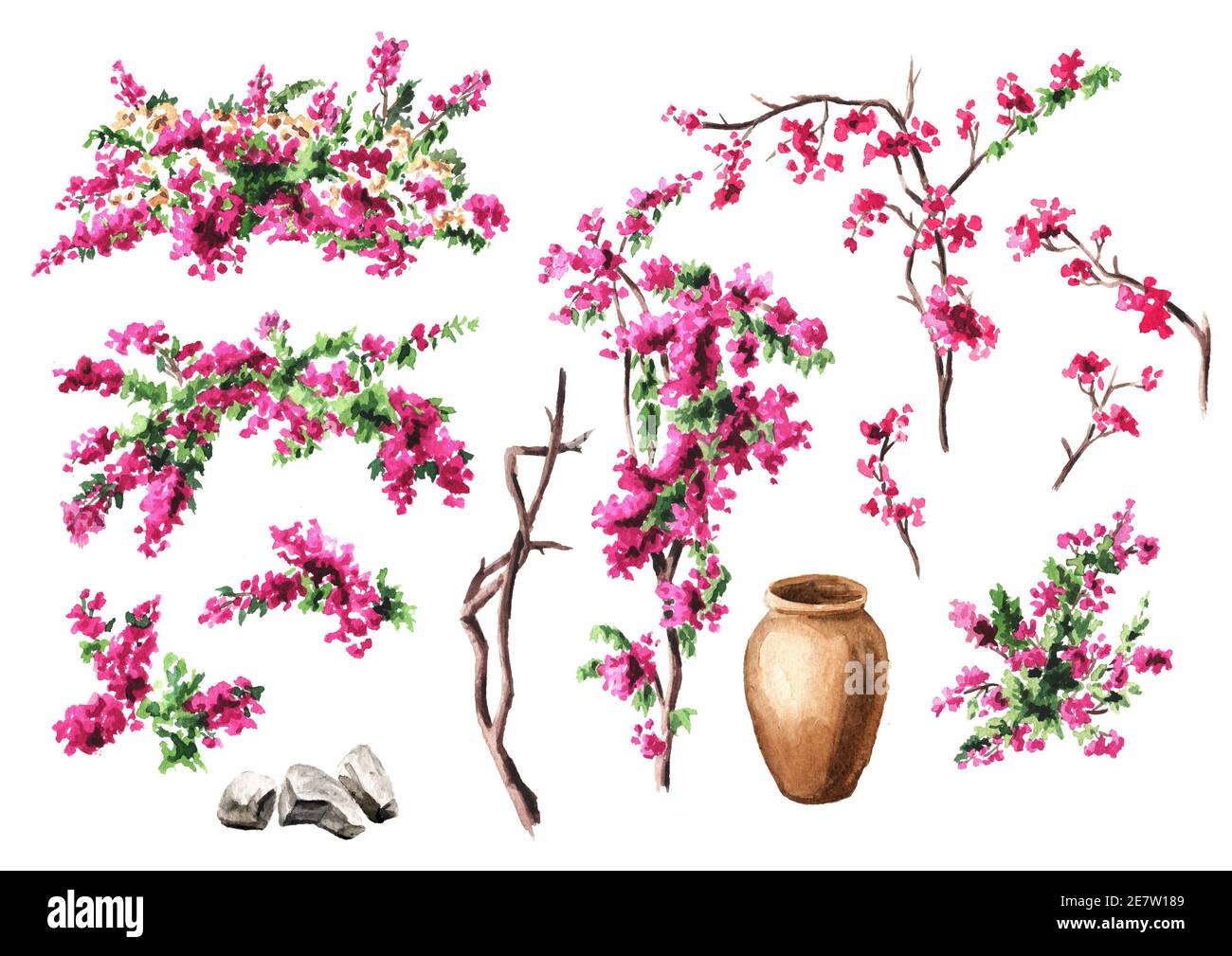 Bougainvillea fiore, set di elementi decorativi, disegno a mano acquerello illustrazione isolato su sfondo bianco Foto Stock