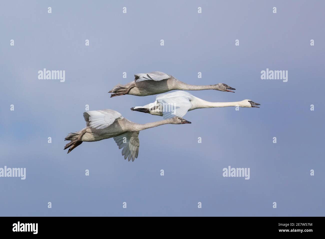 Flying Trumpeter Swan al British Columbia Canada; Nord america Foto Stock