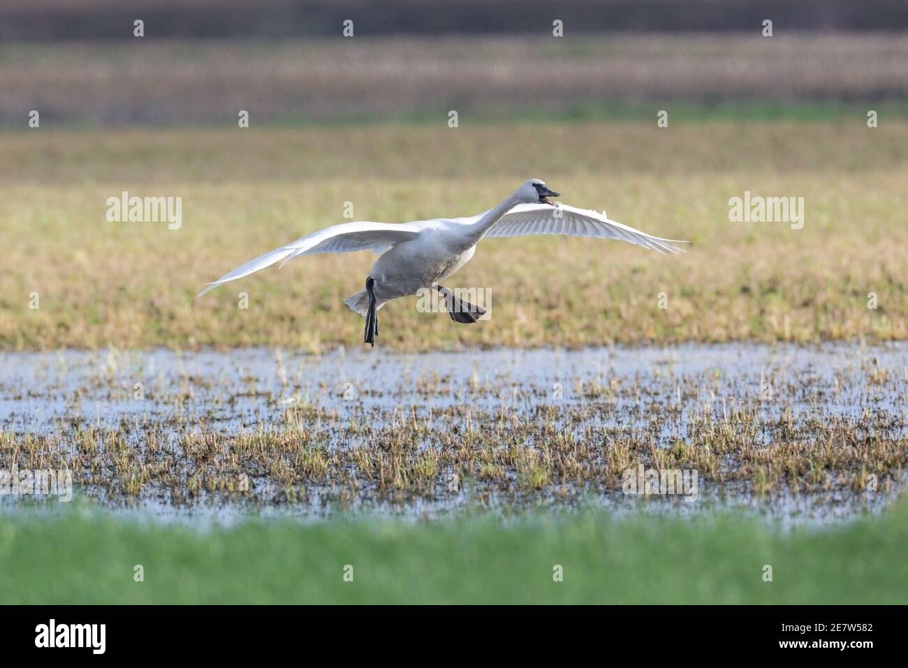 Flying Trumpeter Swan al British Columbia Canada; Nord america Foto Stock