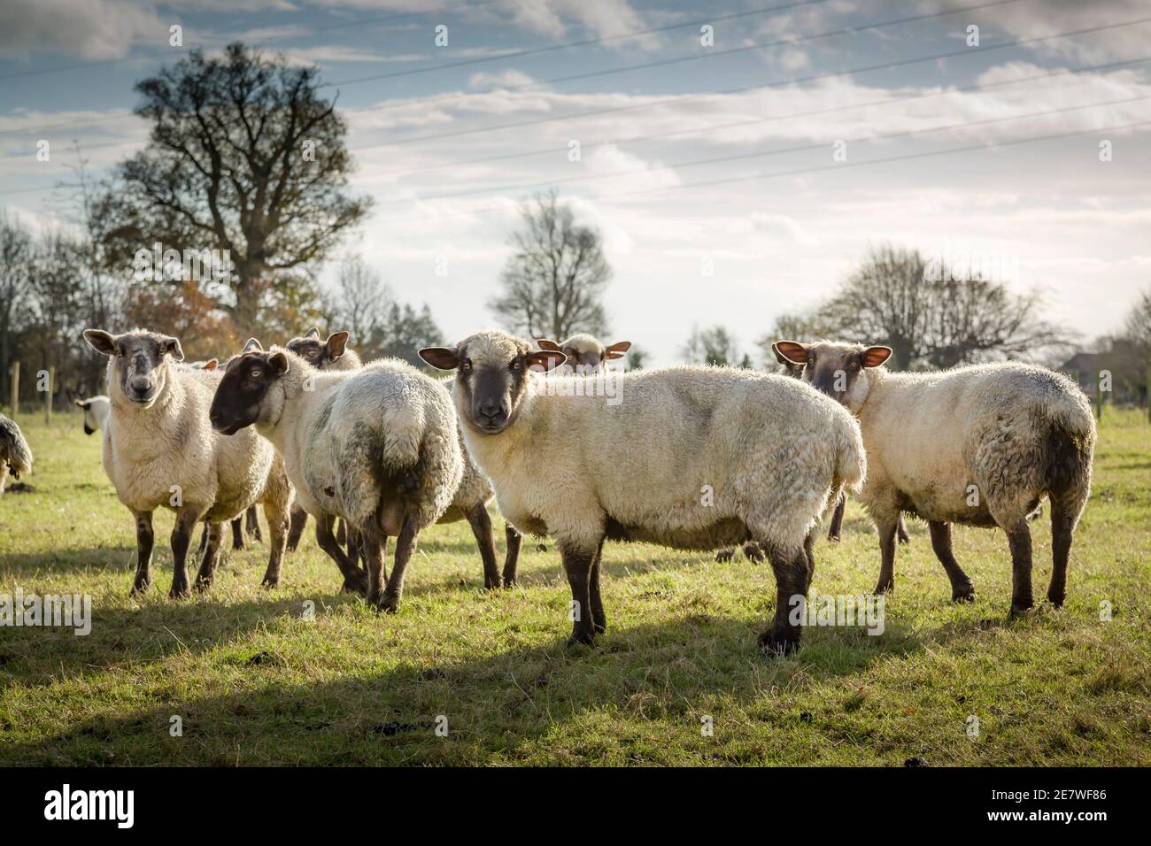 Pecore in un campo nella campagna britannica, gregge di pecore Foto Stock