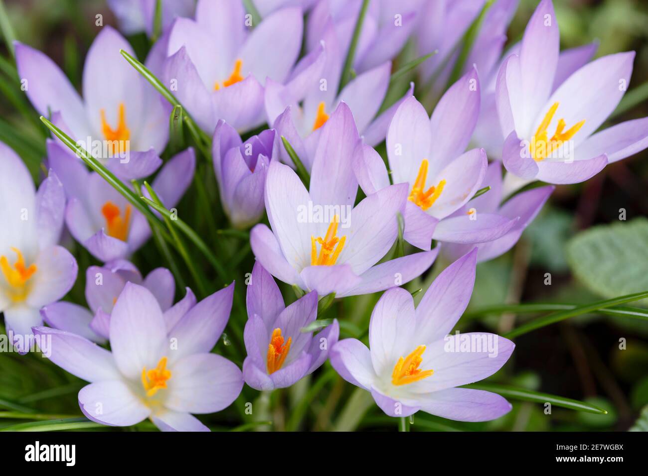 Crocus tommasinianus fiori, croci o croci in primavera in un giardino britannico Foto Stock