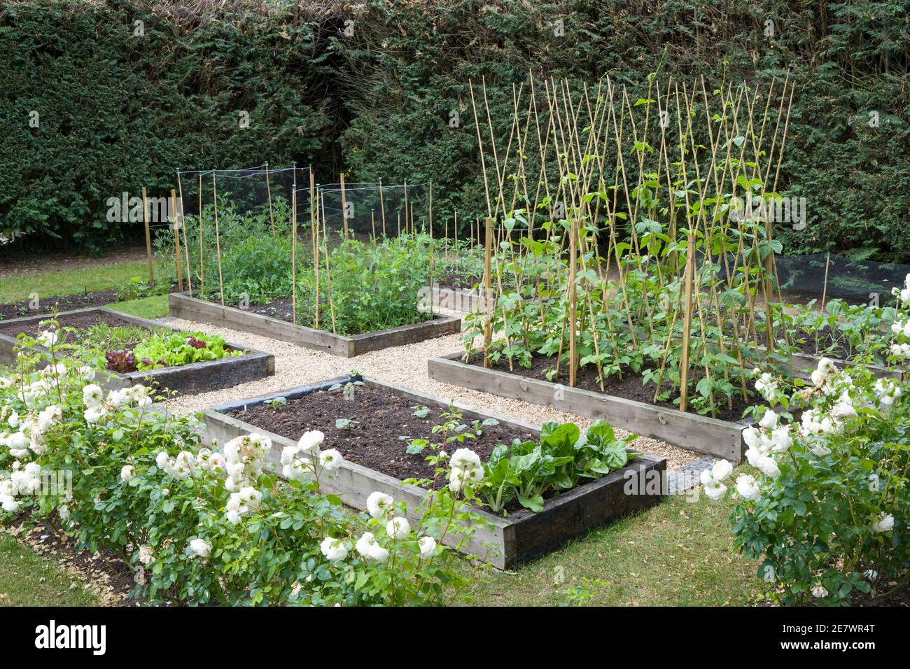 Verdure biologiche coltivate in casa (coltivate in casa) che crescono in un giardino britannico in primavera Foto Stock