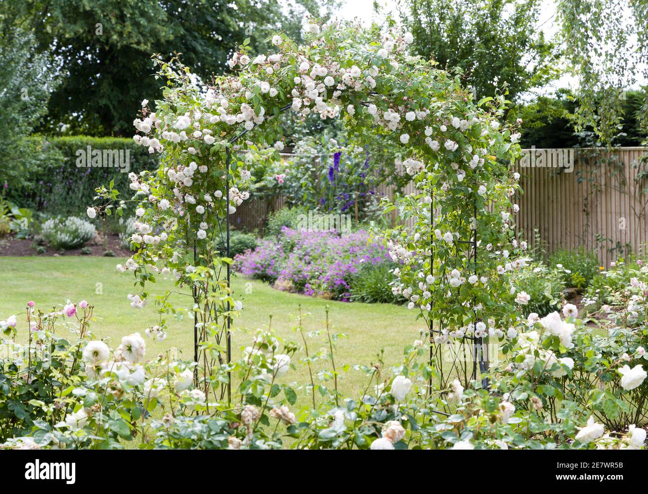 Arbusto rose e rampante rosa su un arco in a. Giardino del Regno Unito Foto Stock