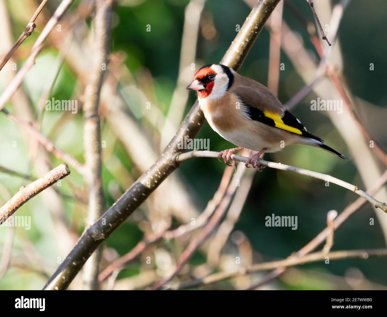 OLYMPUS FOTOCAMERA DIGITALE Foto Stock