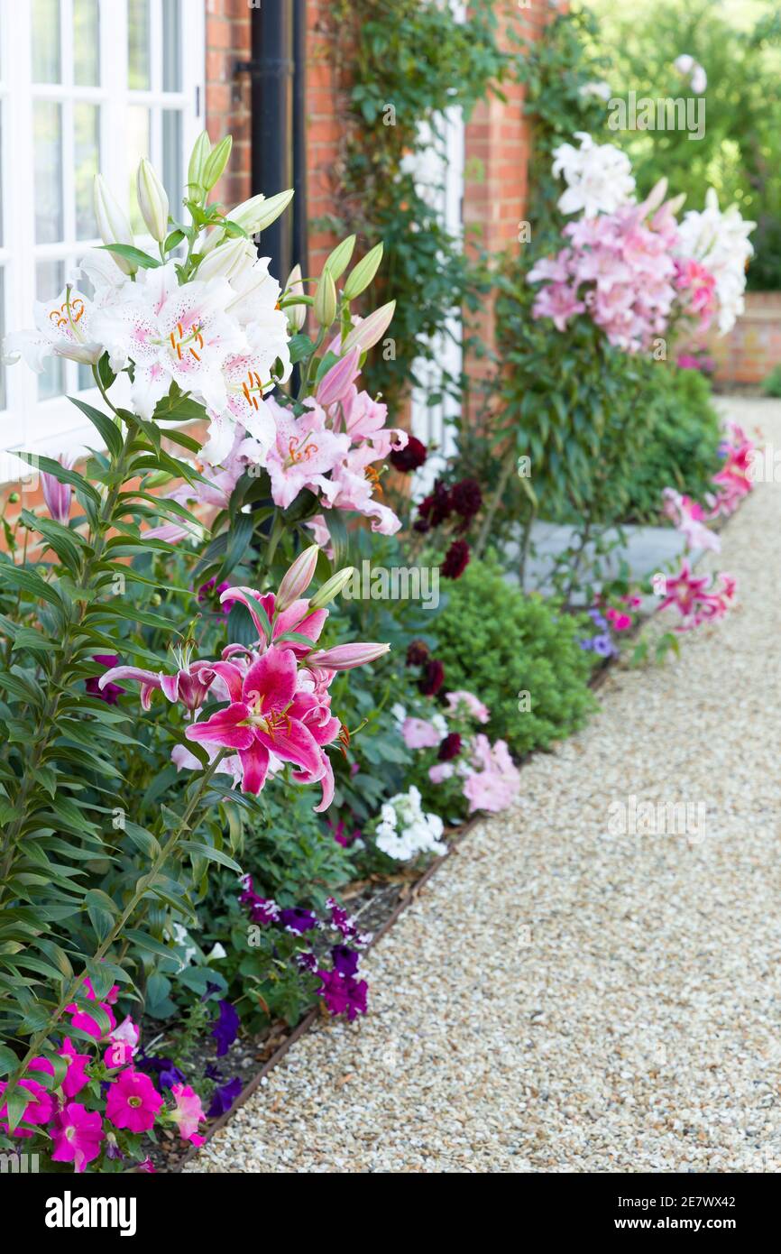 Fiore bordo in un giardino inglese con gigli orientali, giglio, Regno Unito Foto Stock