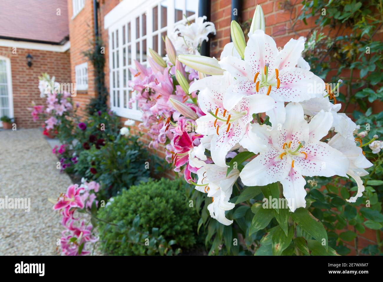 Gigli orientali, giglio di Muscadet in un confine fiorito, giardino inglese, Regno Unito Foto Stock