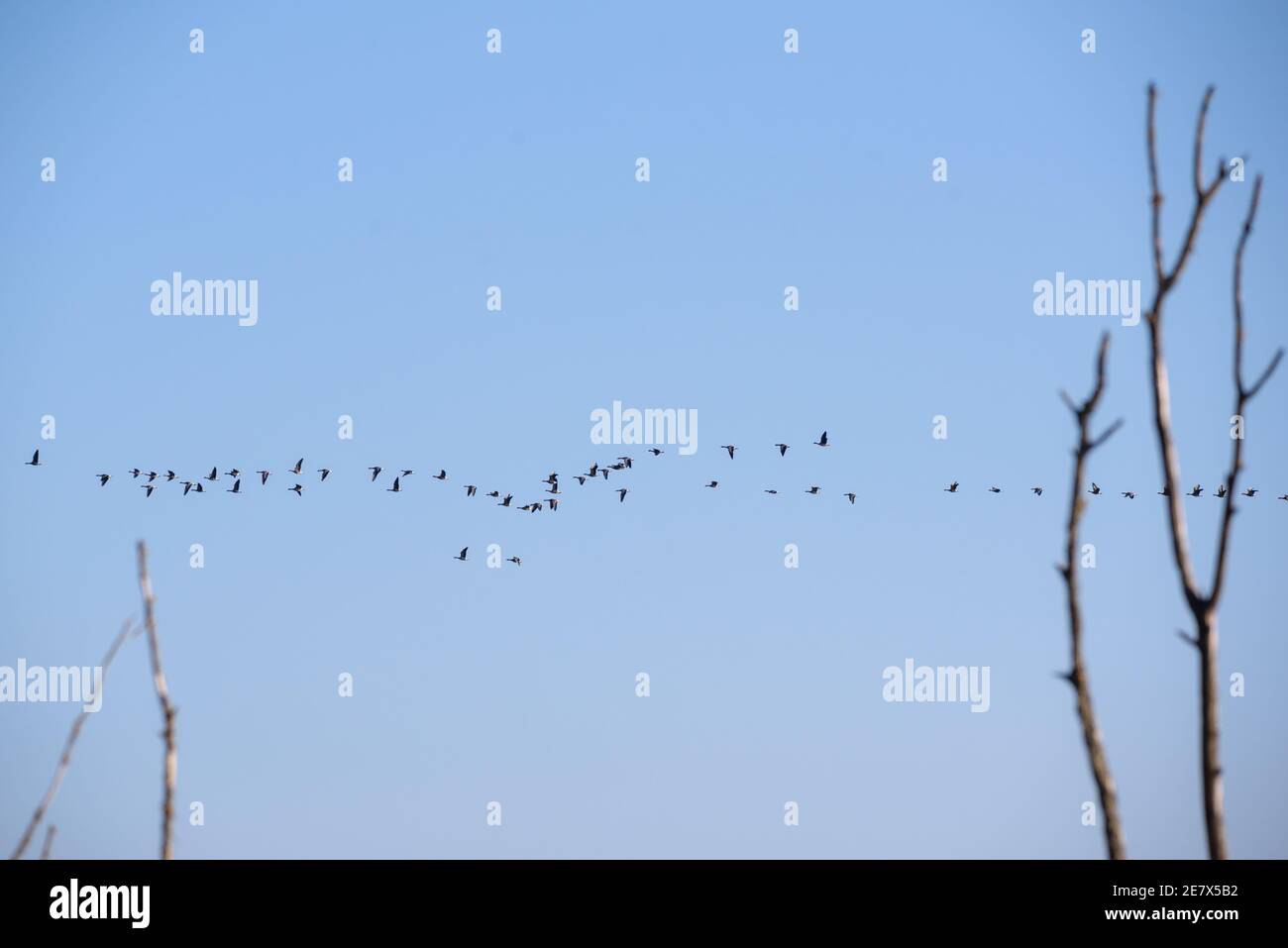 Foto con messa a fuoco selettiva. Uccelli migratori che volano nel cielo. Foto Stock