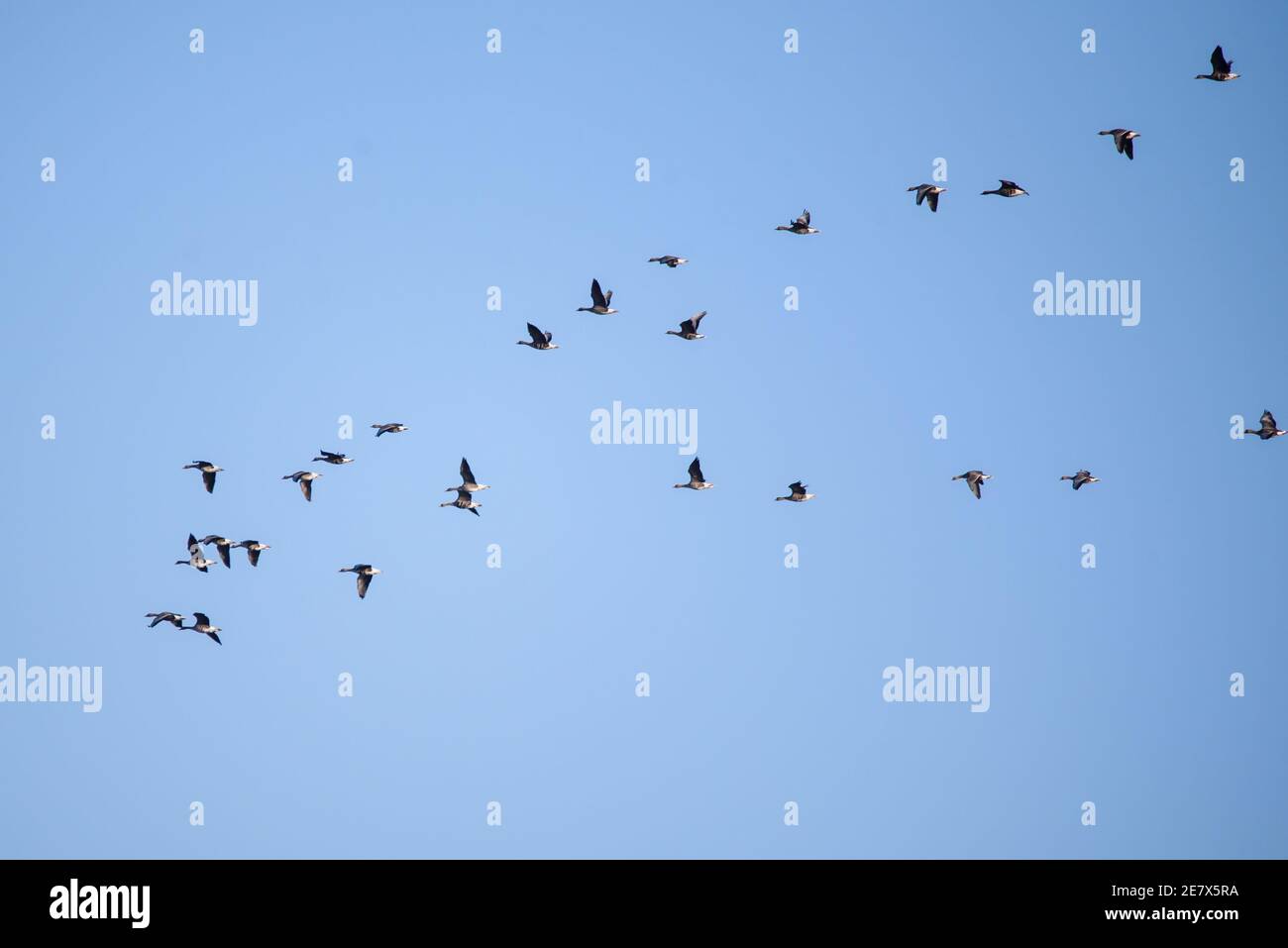 Foto con messa a fuoco selettiva. Uccelli migratori che volano nel cielo. Foto Stock