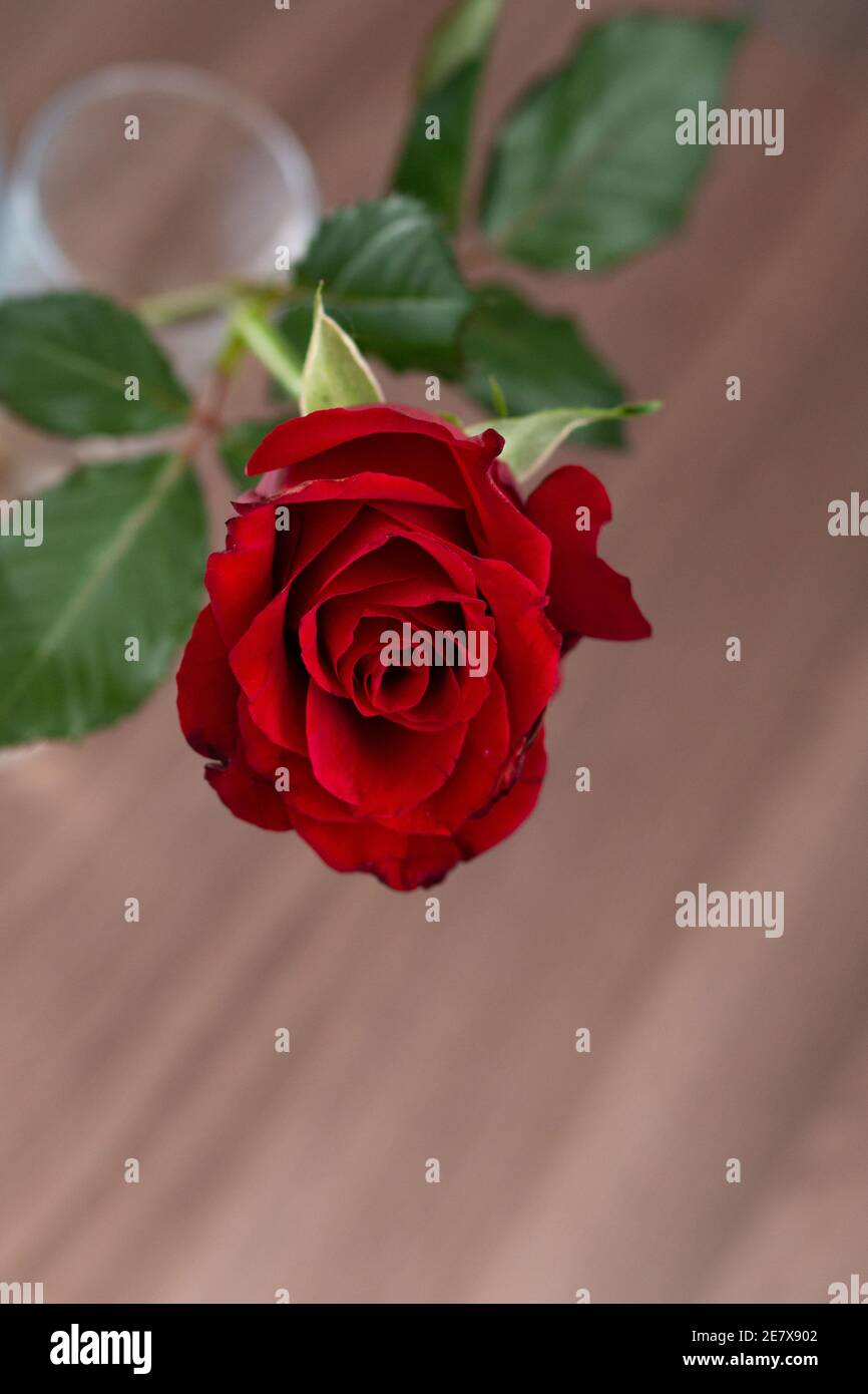 una rosa rossa isolata su sfondo grigio, modello biglietto d'auguri Foto Stock