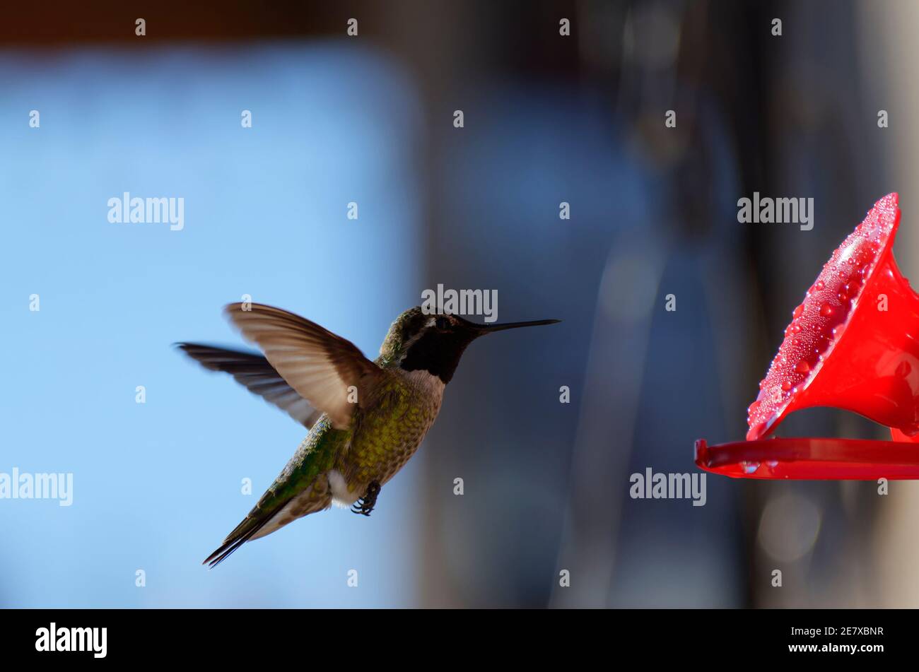 Hummingbird bere da Hummingbird Feeder Foto Stock
