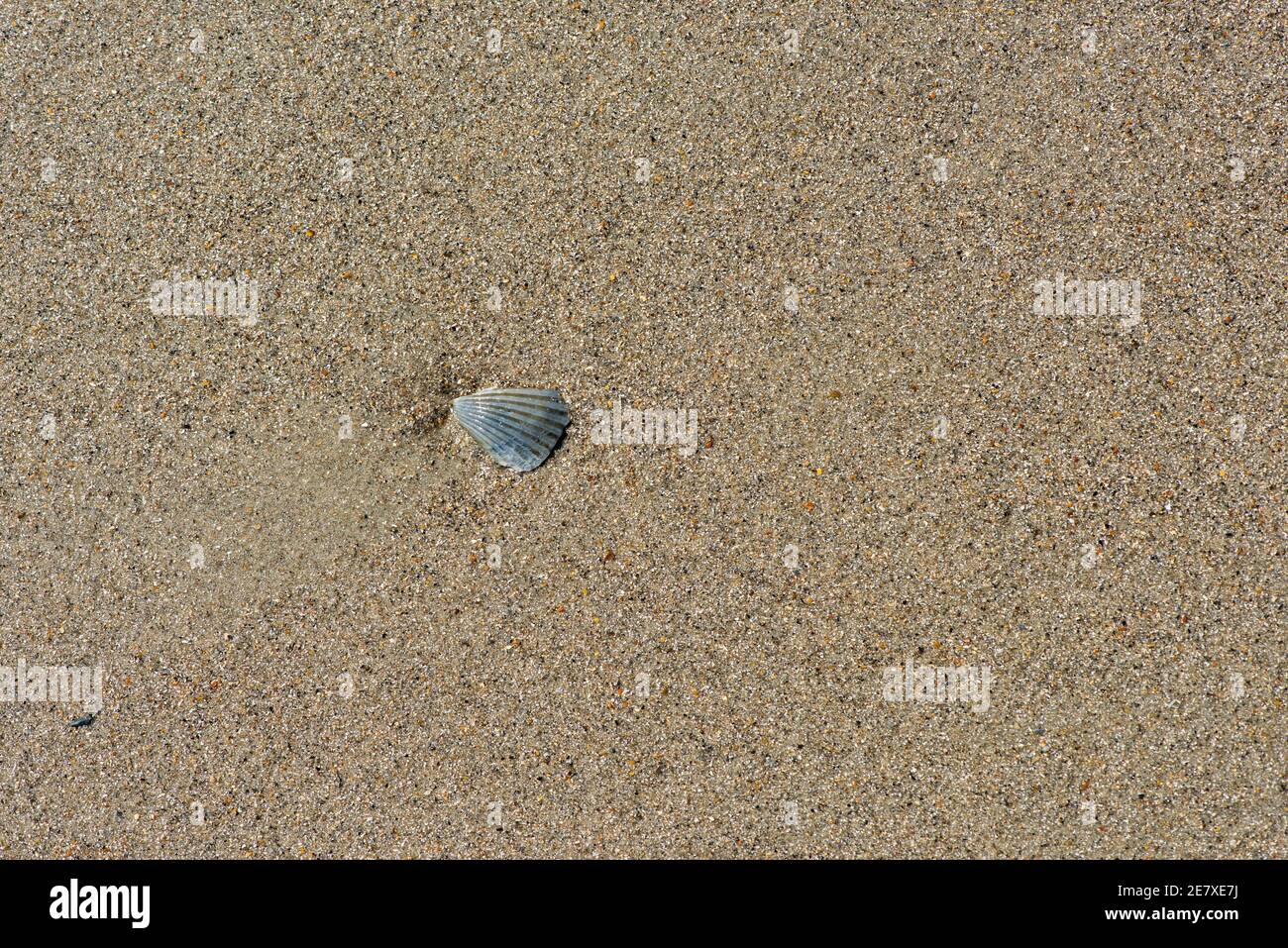 Una piccola conchiglia sulla sabbia della spiaggia mostra una spirale di Fibonacci. Foto Stock