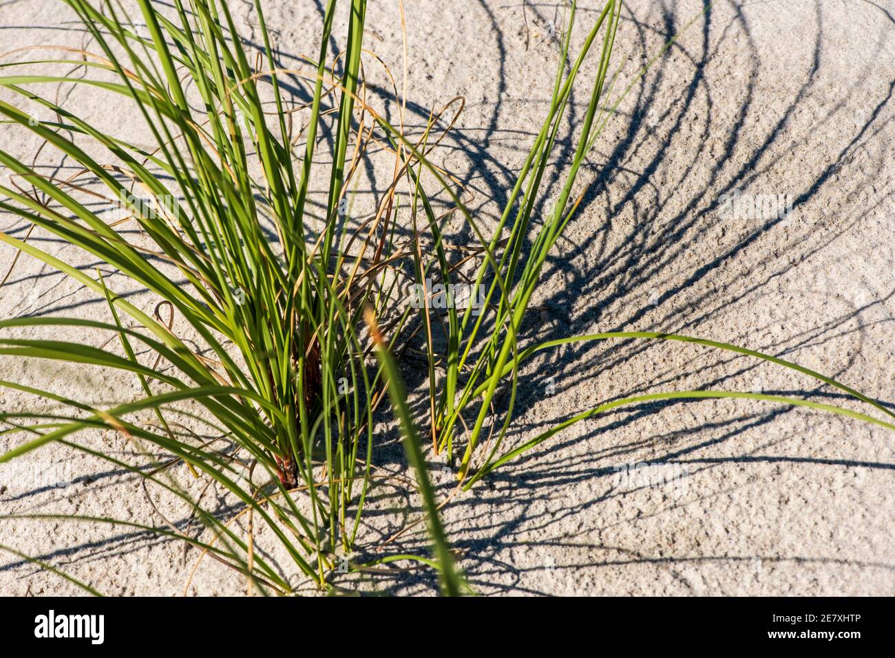 L'erba di mare è strategicamente piantata in dune di sabbia per aiutare a prevenire l'erosione della spiaggia. Foto Stock