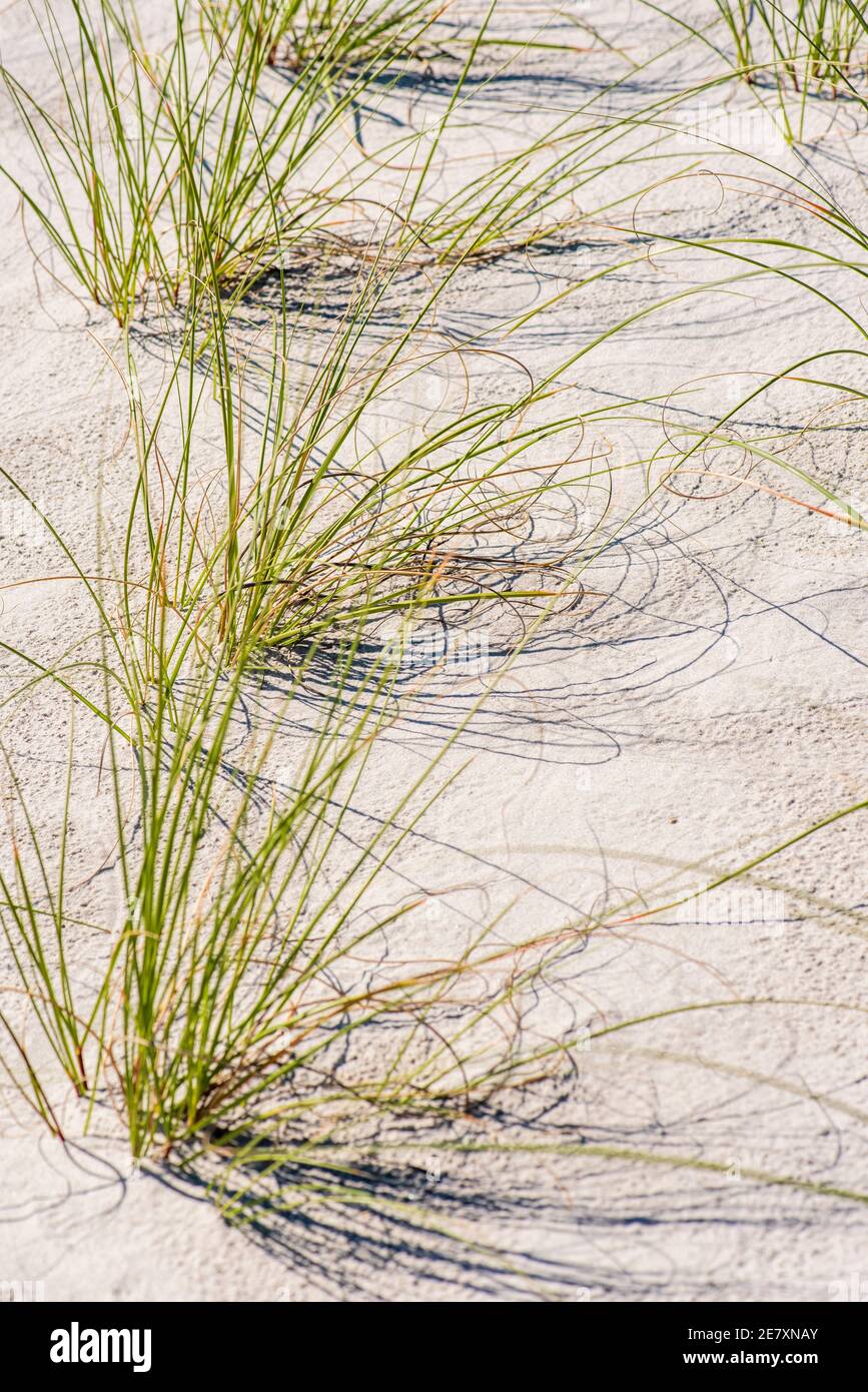 L'erba di mare è strategicamente piantata in dune di sabbia per aiutare a prevenire l'erosione della spiaggia. Foto Stock
