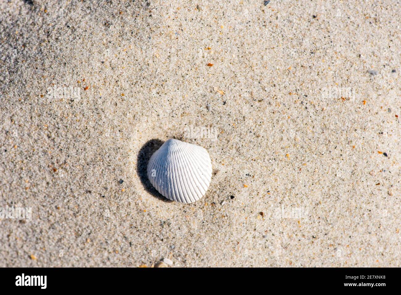 Un piccolo guscio di cuoio capelluto nella sabbia. Foto Stock