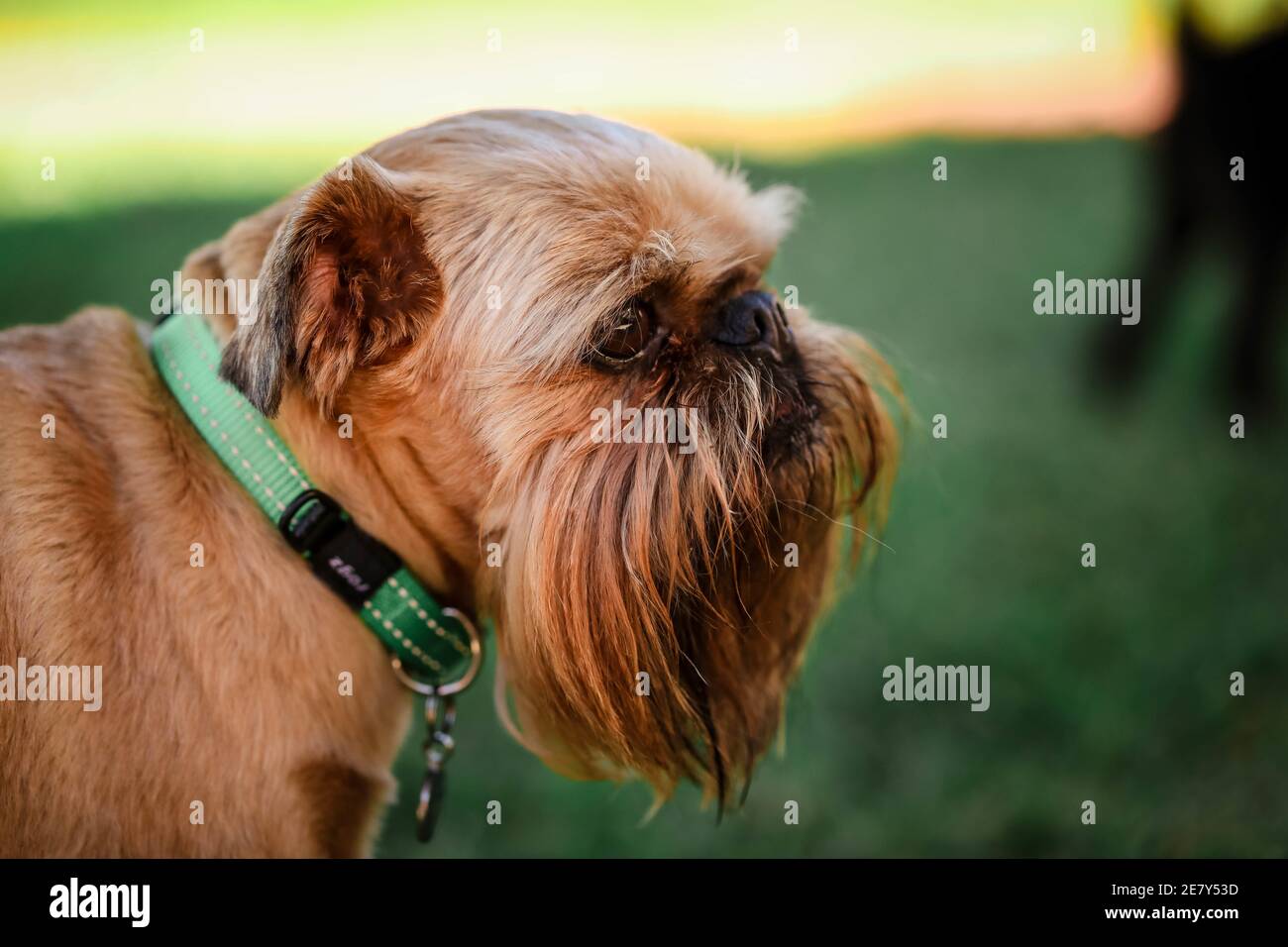 Primo piano di un bel cane marrone con un verde colletto in giardino Foto Stock