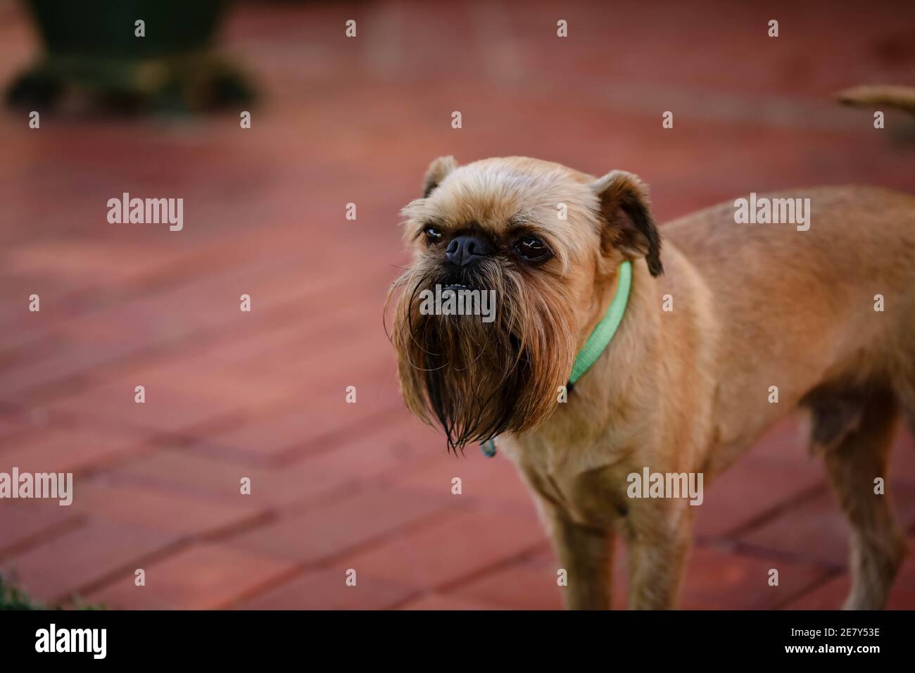 Primo piano di un bel cane marrone con un verde collare Foto Stock