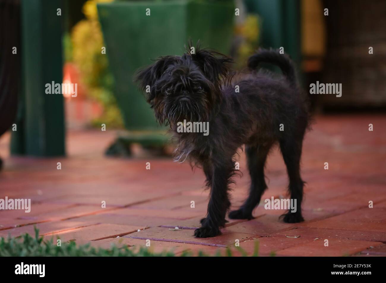 Primo piano di un bel cane marrone con un verde collare Foto Stock