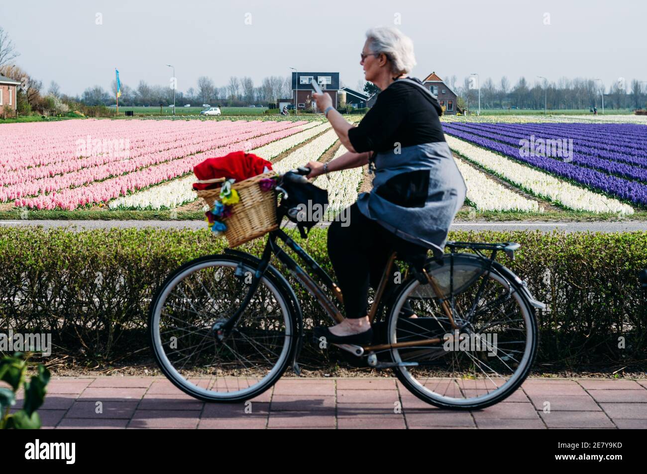 Donna anziana in Olanda che guida una bicicletta mentre è in movimento Telefono con tulipano olandese campi in background Foto Stock