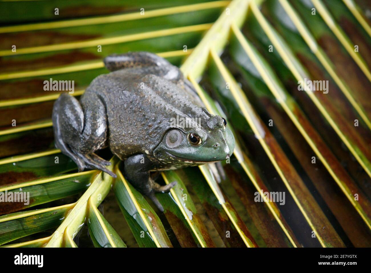 Un American Bullfrog è visto in uno stagno di accoppiamento al Jurong Frog Farm a Singapore 11 dicembre 2008. L'unico allevatore di rane nella città-stato alimenta le rane principalmente per il consumo umano. REUTERS/Tan Choon Huat (SINGAPORE) Foto Stock