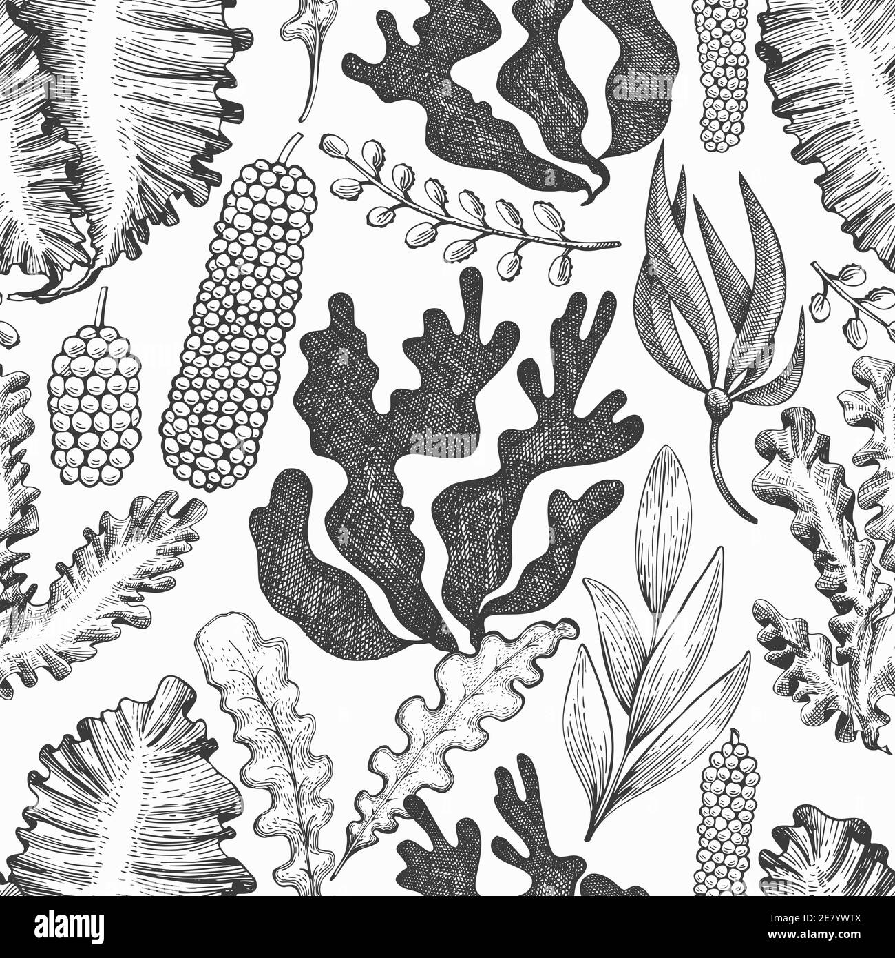 Modello senza cuciture alle alghe. Illustrazione delle alghe vettoriali disegnate a mano. Striscione di pesce in stile inciso. Retrò mare piante sfondo Illustrazione Vettoriale