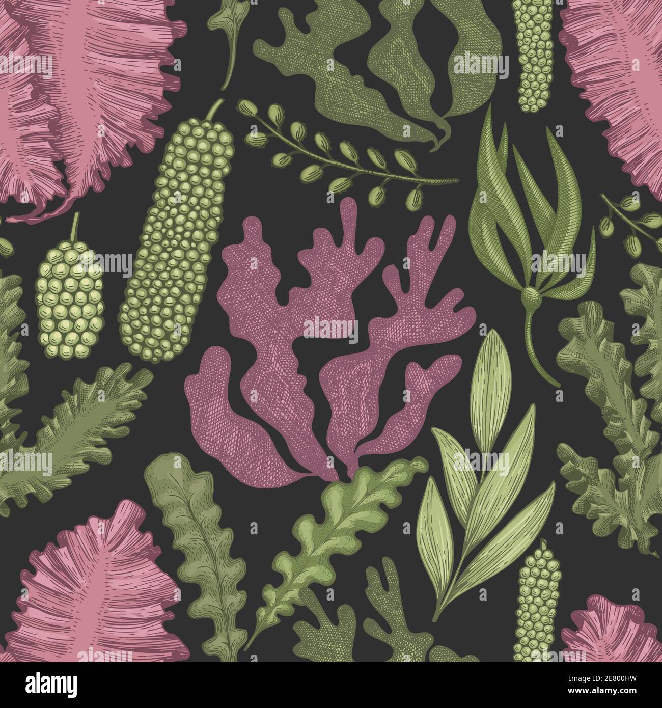 Modello senza cuciture alle alghe. Illustrazione del colore delle alghe vettoriali disegnate a mano. Striscione di pesce in stile inciso. Retrò mare piante sfondo Illustrazione Vettoriale