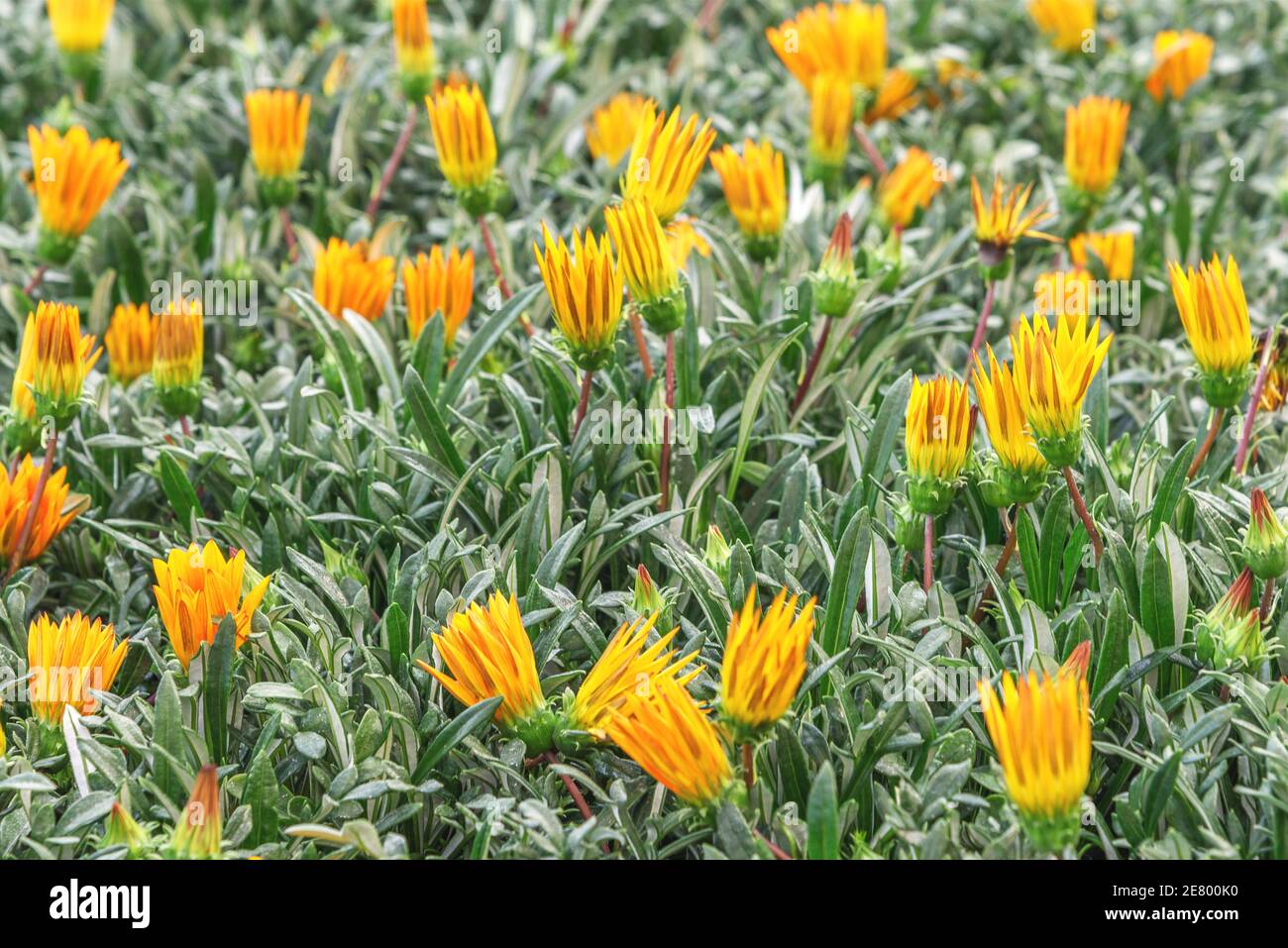 Gazania, grandi teste di fiori composite a margherita dalle tonalità brillanti del giallo e dell'arancione. Fiori per balcone, arredamento, camera, parco, giardino. Primo piano. F Foto Stock