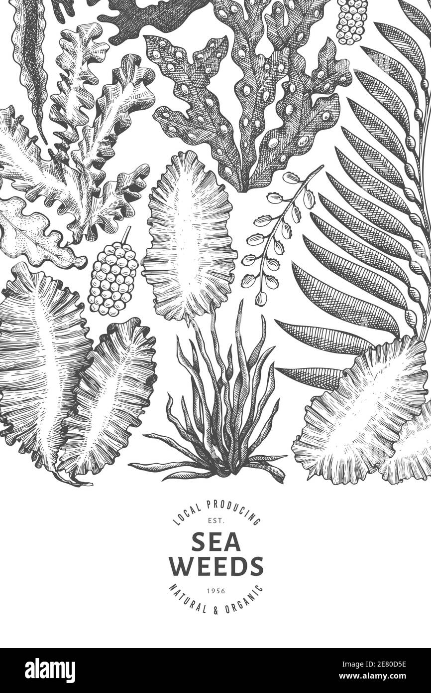 Modello di disegno delle alghe. Illustrazione delle alghe vettoriali disegnate a mano. Striscione di pesce in stile inciso. Retrò mare piante sfondo Illustrazione Vettoriale
