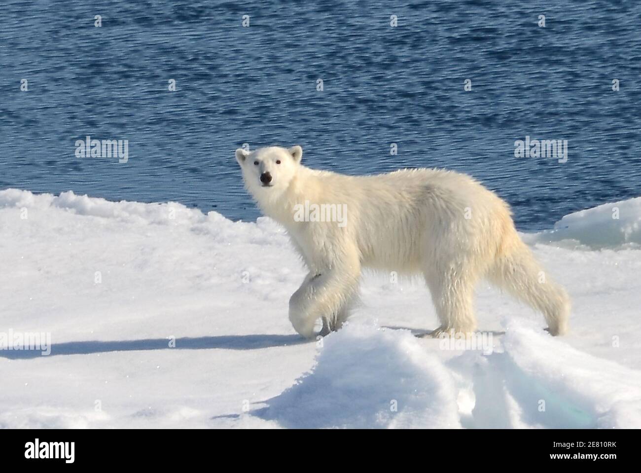 Hungry Polar Bear alla ricerca di cibo sul bordo di un icecap sempre più ridotto Foto Stock