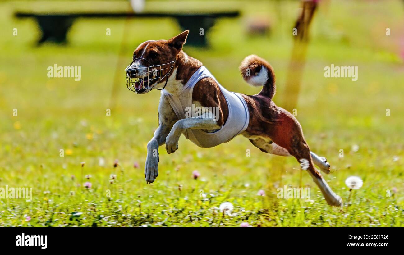 Il cane Basenji che corre sul campo su lure coursing concorrenza in giacca bianca Foto Stock