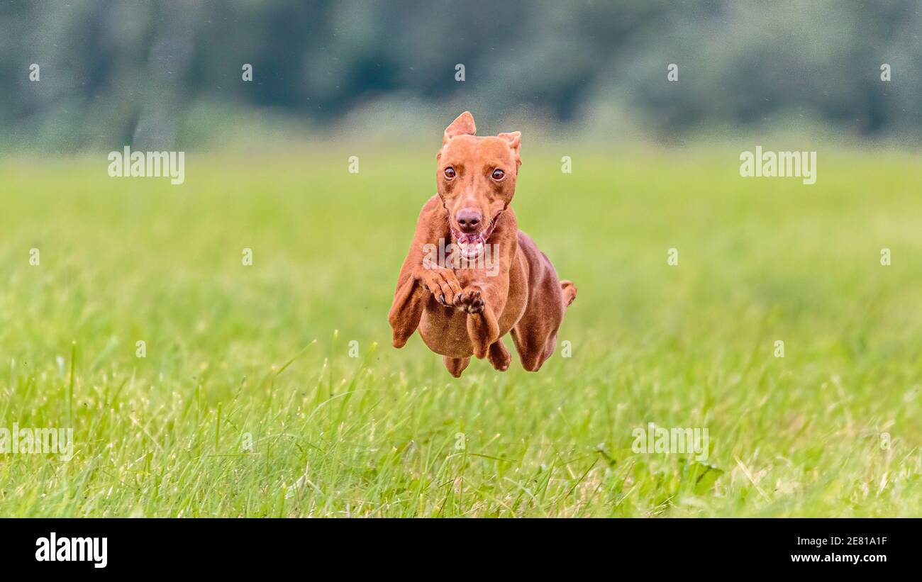 Momento del Cirneco dell'Etna cane sul campo lure coursing concorrenza Foto Stock