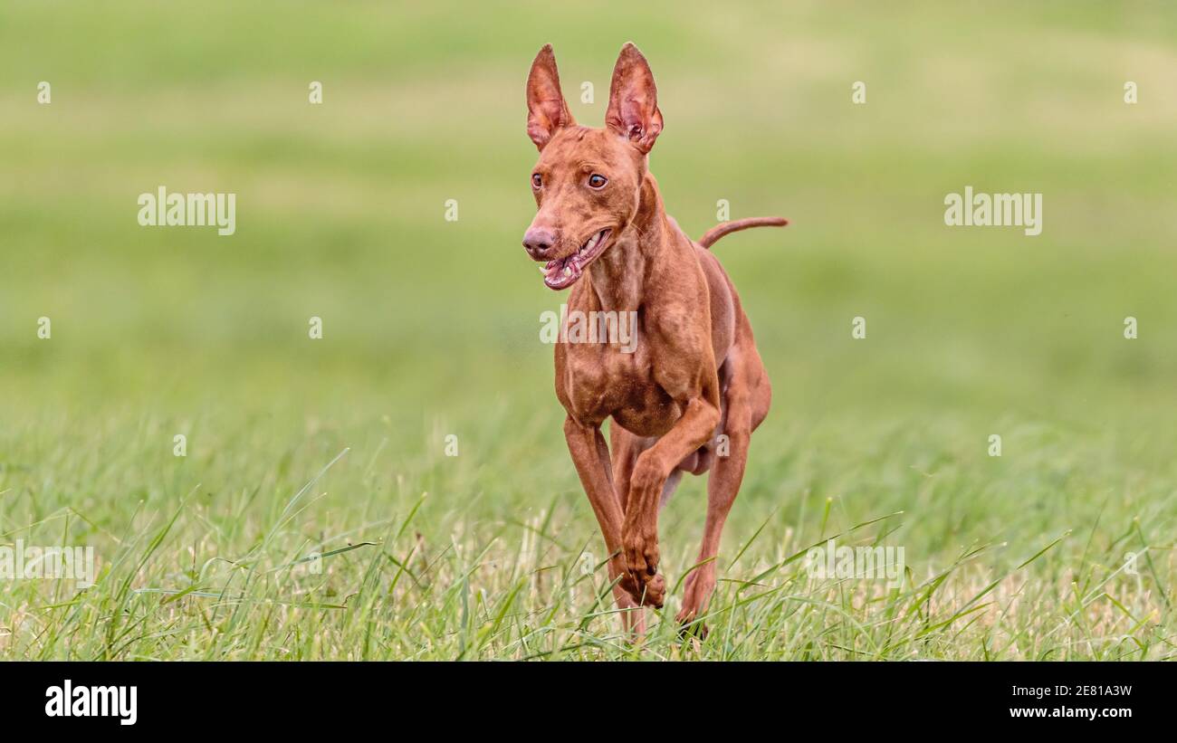 Cirneco dell'Etna cane che corre in campo su lure concorso di coursing Foto Stock