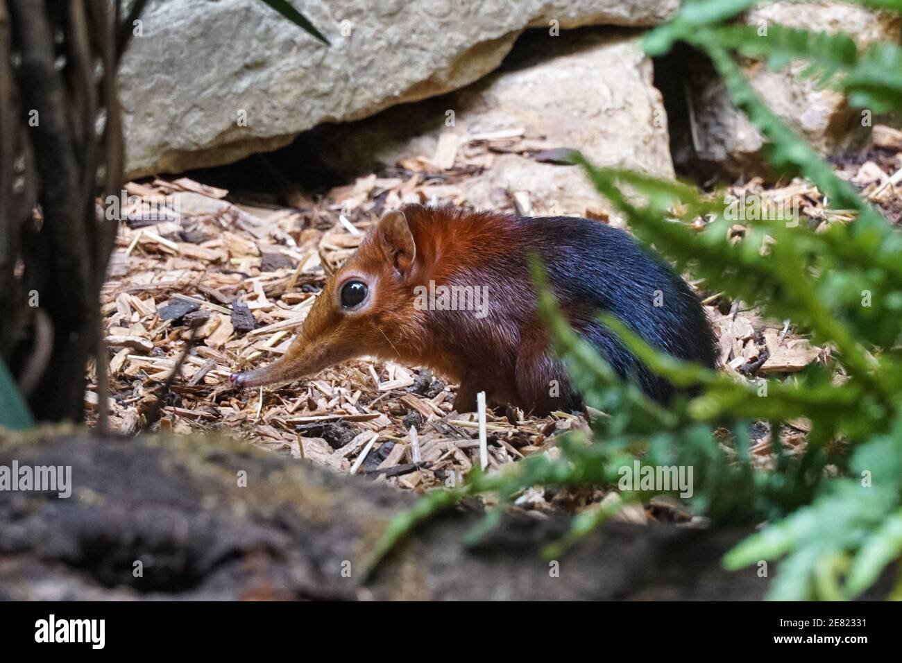 Elefante nero e rufoso shrew, Rhynchocyon petersi allo Zoo Antwerpen, Zoo di Anversa, Belgio Foto Stock