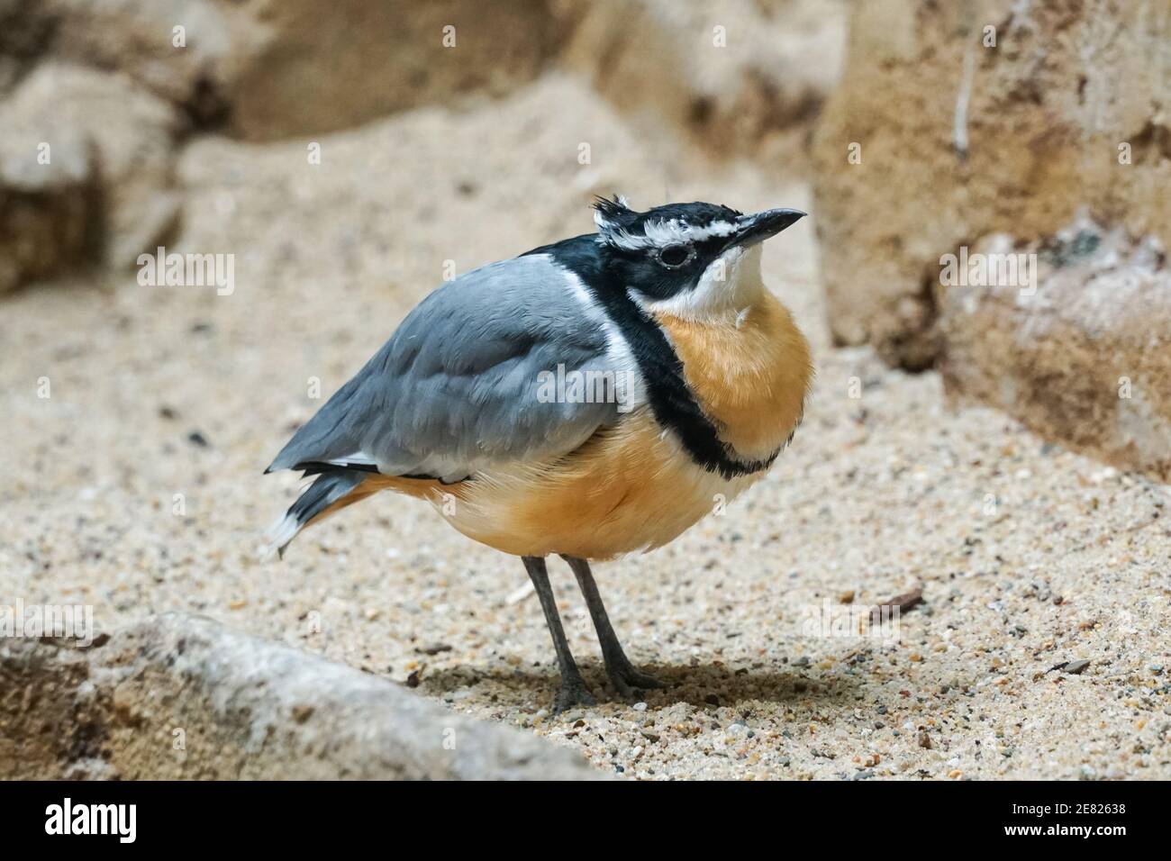 Plover egiziano, Pluvianus aegyptius conosciuto anche come l'uccello coccodrillo Foto Stock