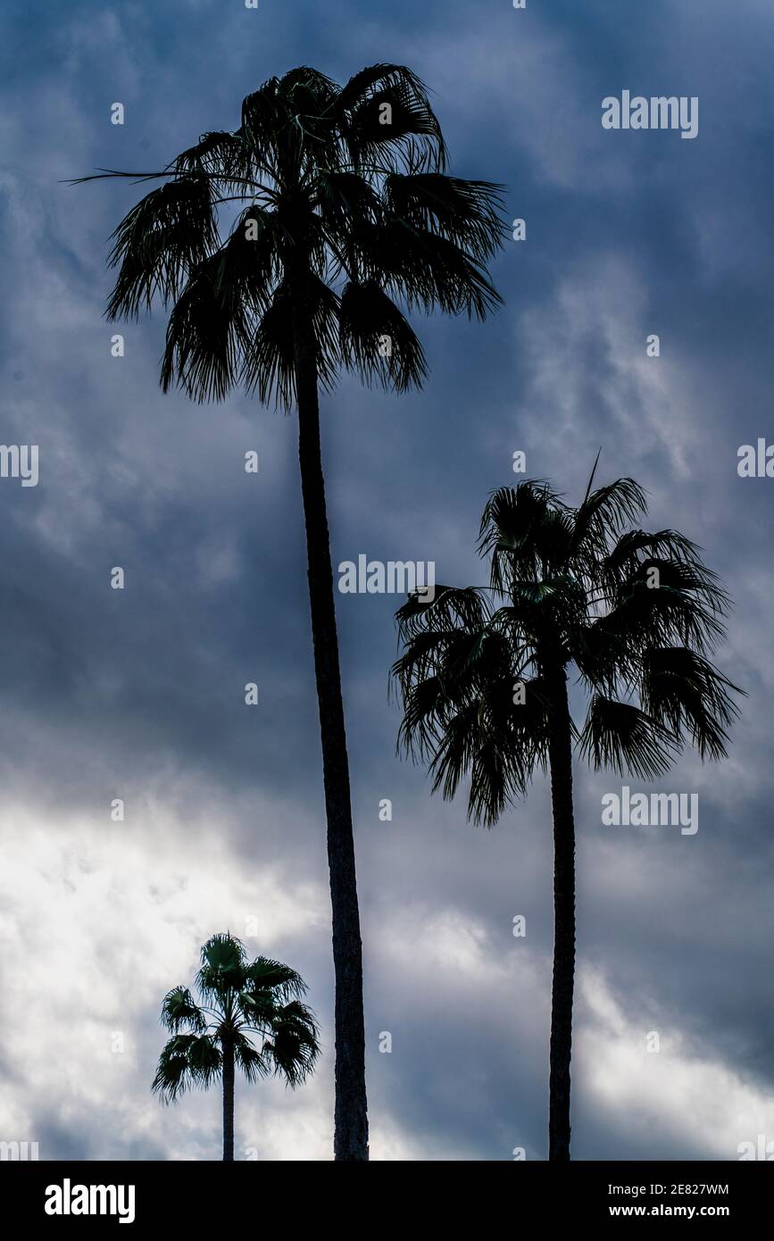 Alte palme di Pametto che si stagliano contro un cielo tempestoso in Cocout Grove a Miami, Florida. Foto Stock