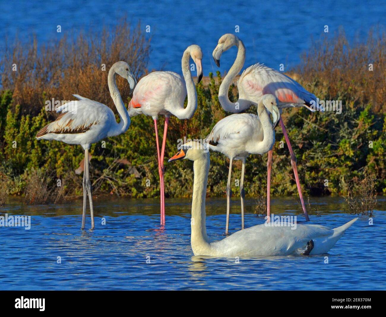 famiglia di fenicotteri rosa e cigno selvatico che si posano insieme Foto Stock