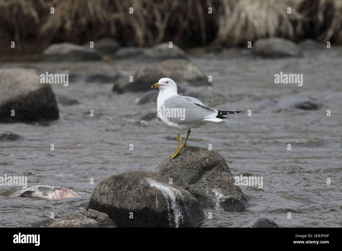 Gull ring-billed 21 aprile 2013 Lago Vermilion, South Dakota Canon 70D, 400 5.6L Foto Stock