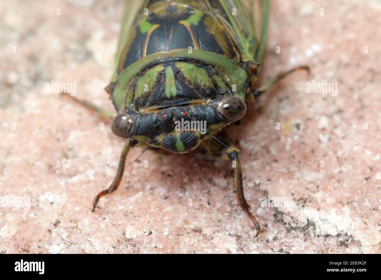 Dog-day Cicada - Neotibicen canicularis 9 settembre 2018 Brandon, South Dakota Foto Stock