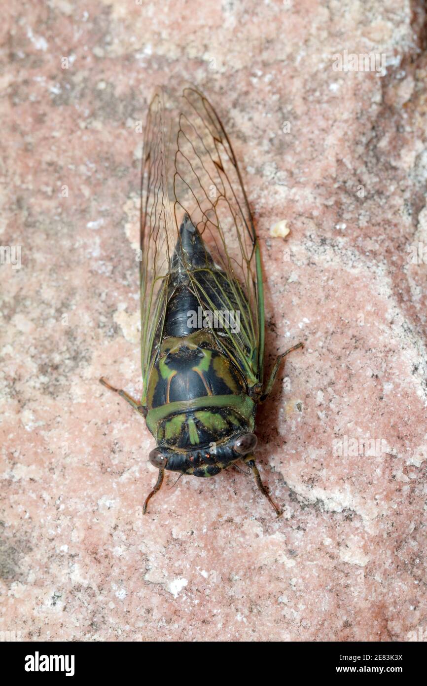 Dog-day Cicada - Neotibicen canicularis 9 settembre 2018 Brandon, South Dakota Foto Stock
