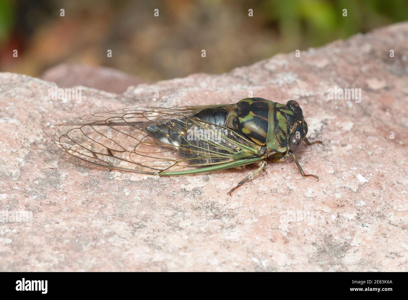 Dog-day Cicada - Neotibicen canicularis 9 settembre 2018 Brandon, South Dakota Foto Stock