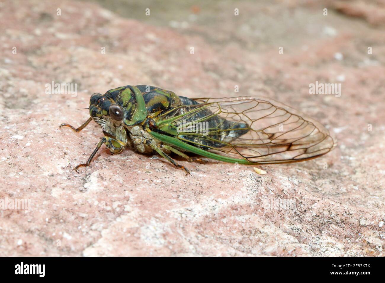 Dog-day Cicada - Neotibicen canicularis 9 settembre 2018 Brandon, South Dakota Foto Stock