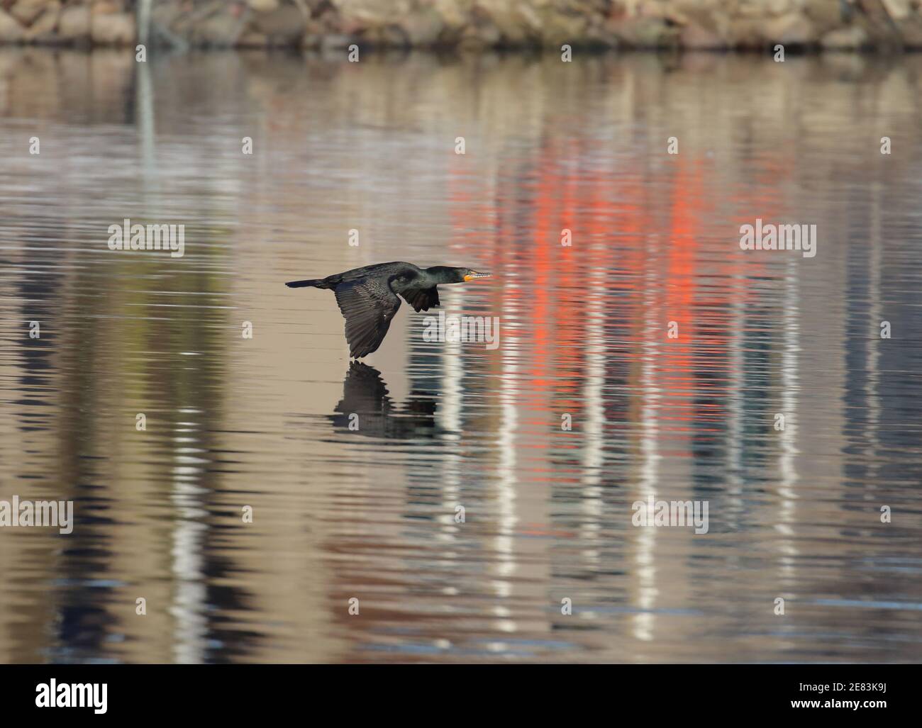 Double-crested Cormorant 14 aprile 2019 Wall Lake, Minnehaha County, South Dakota Foto Stock