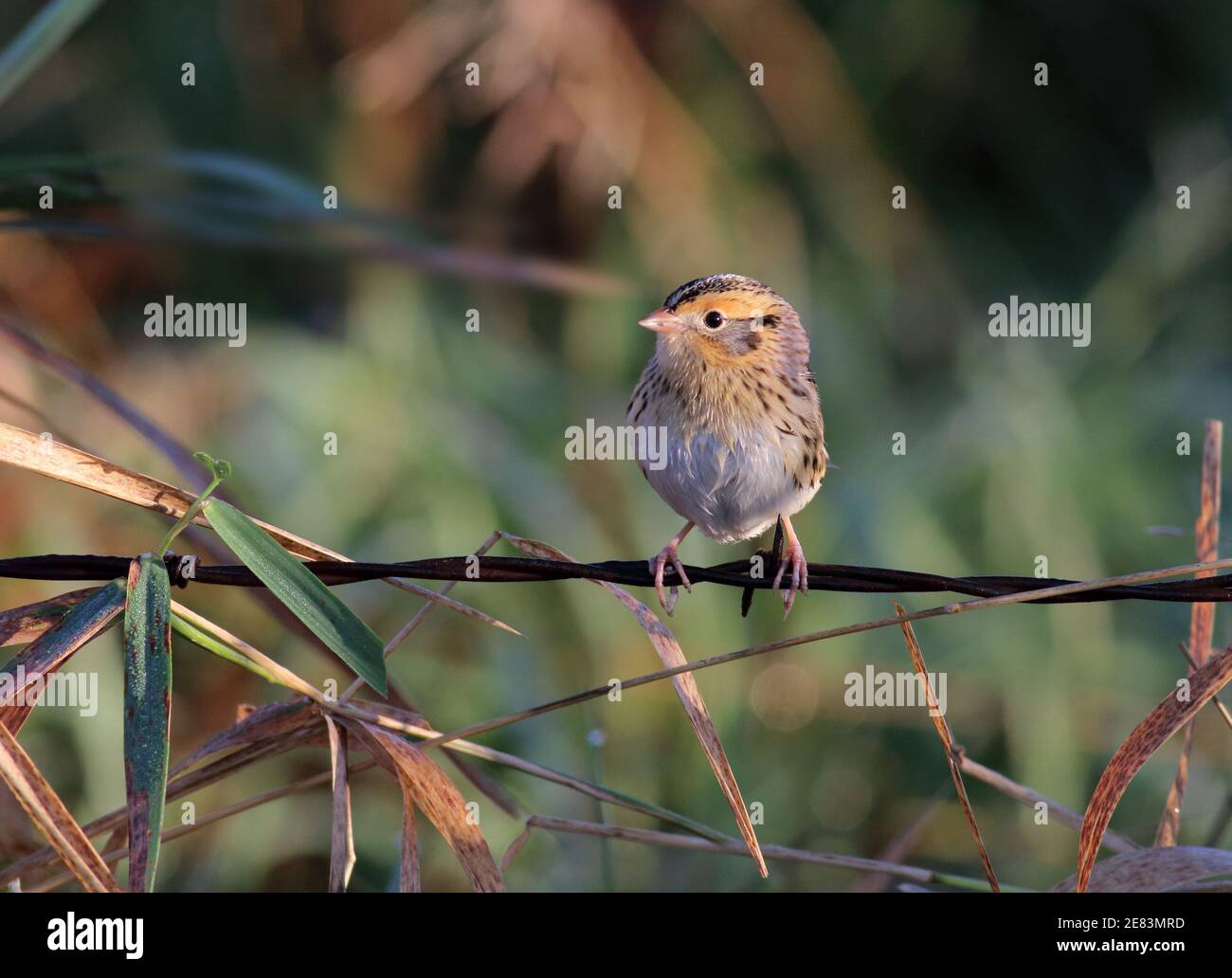 Le Conte's Sparrow 8 ottobre 2017 Western Minnehaha County, South Dakota Foto Stock